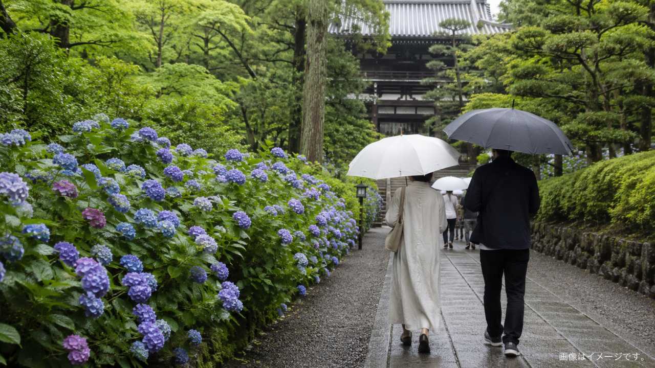 神宮寺 あじさい祭りを訪れる観光客が、傘を持って静かな参道を歩く初夏の風景