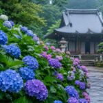 広島市佐伯区の静かな寺院境内に、青・紫・白・ピンクのあじさいが咲き誇る初夏の風景
