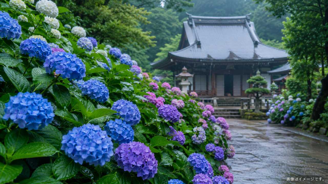 広島市佐伯区の静かな寺院境内に、青・紫・白・ピンクのあじさいが咲き誇る初夏の風景